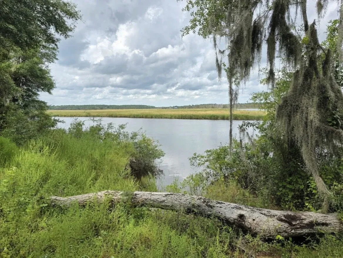 Coastal marsh view near cabin site